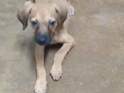 Cachorro ra a Vira lata idade 2 a 6 meses nome Pipito