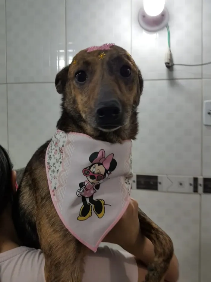 Cachorro ra a SRD-ViraLata idade 2 anos nome Dory (Castrada)