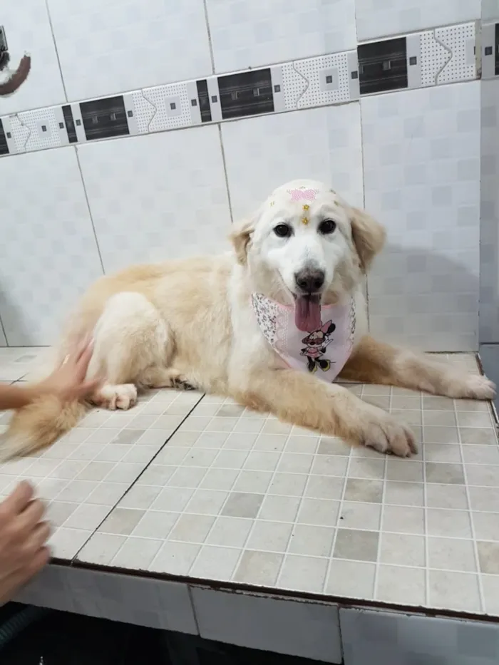 Cachorro ra a SRD-ViraLata idade 6 ou mais anos nome Branca (Castrada)