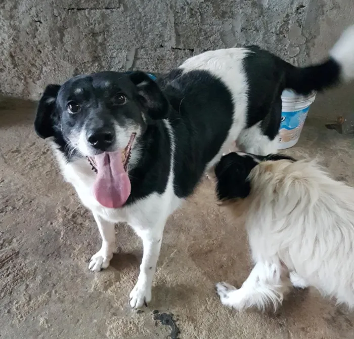 Cachorro ra a SRD-ViraLata idade 5 anos nome Billy (Castrado)