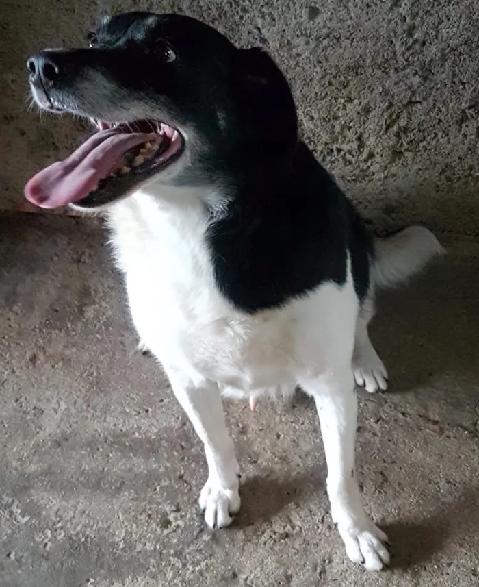 Cachorro ra a SRD-ViraLata idade 5 anos nome Billy (Castrado)