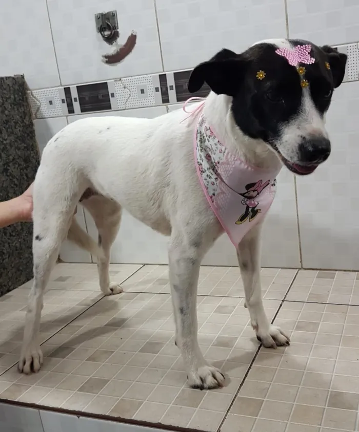 Cachorro ra a SRD-ViraLata idade 3 anos nome Pérola (Castrada)