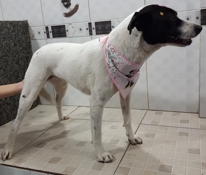 Cachorro ra a SRD-ViraLata idade 3 anos nome Pérola (Castrada)