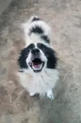 Toby (Castrado)