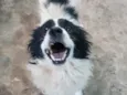 Toby (Castrado)