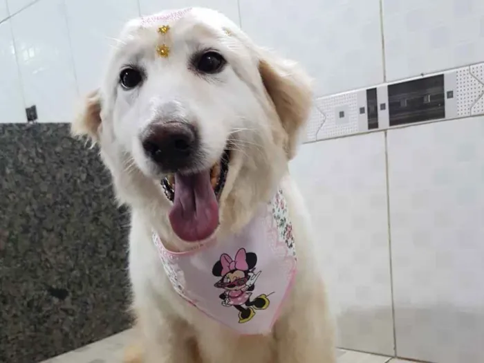 Cachorro ra a SRD-ViraLata idade 6 ou mais anos nome Branca (Castrada)