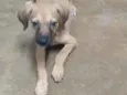 Pipito