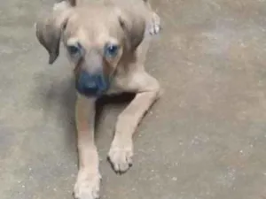 Cachorro raça Vira lata idade 2 a 6 meses nome Pipito