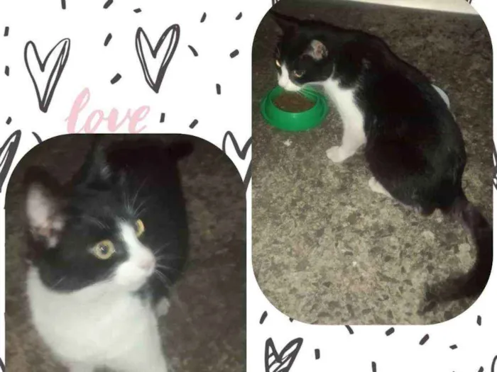 Gato ra a  idade 2 a 6 meses nome Não tem