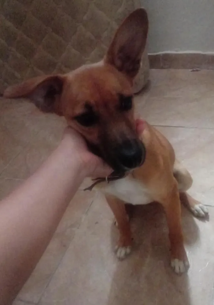 Cachorro ra a Sem Descrição idade 7 a 11 meses nome Mell