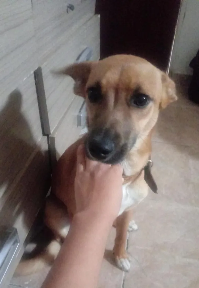 Cachorro ra a Sem Descrição idade 7 a 11 meses nome Mell