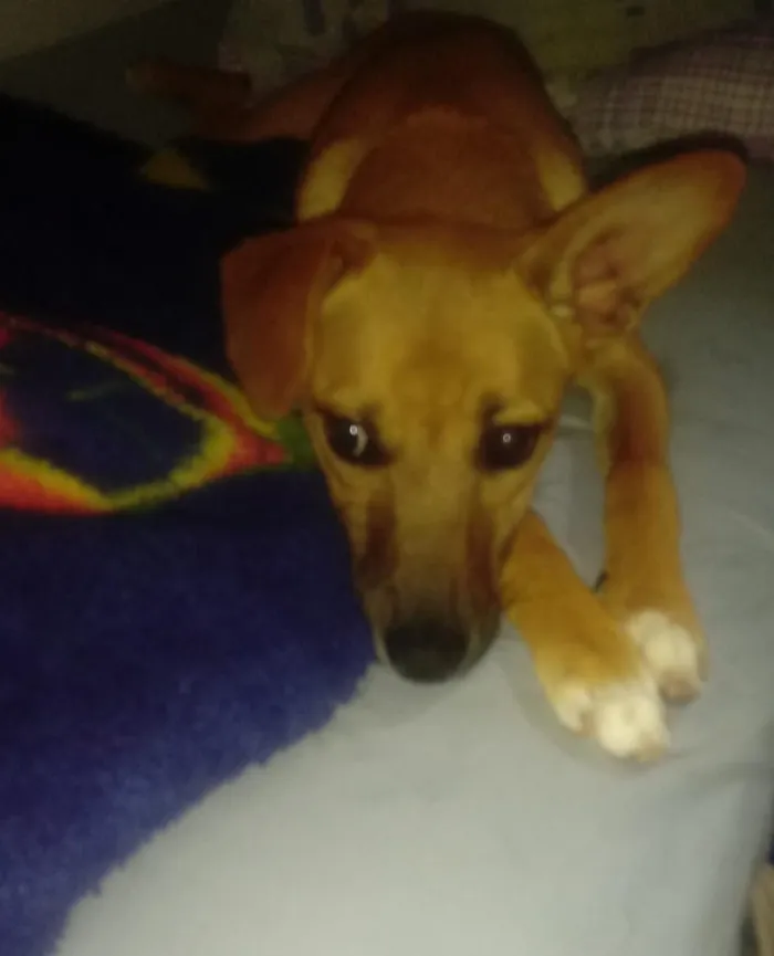 Cachorro ra a Sem Descrição idade 7 a 11 meses nome Mell