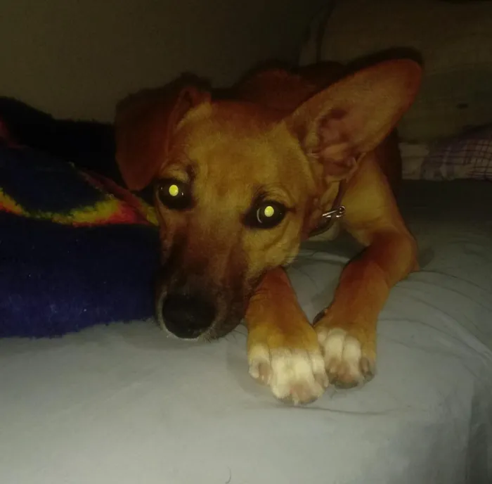 Cachorro ra a Sem Descrição idade 7 a 11 meses nome Mell