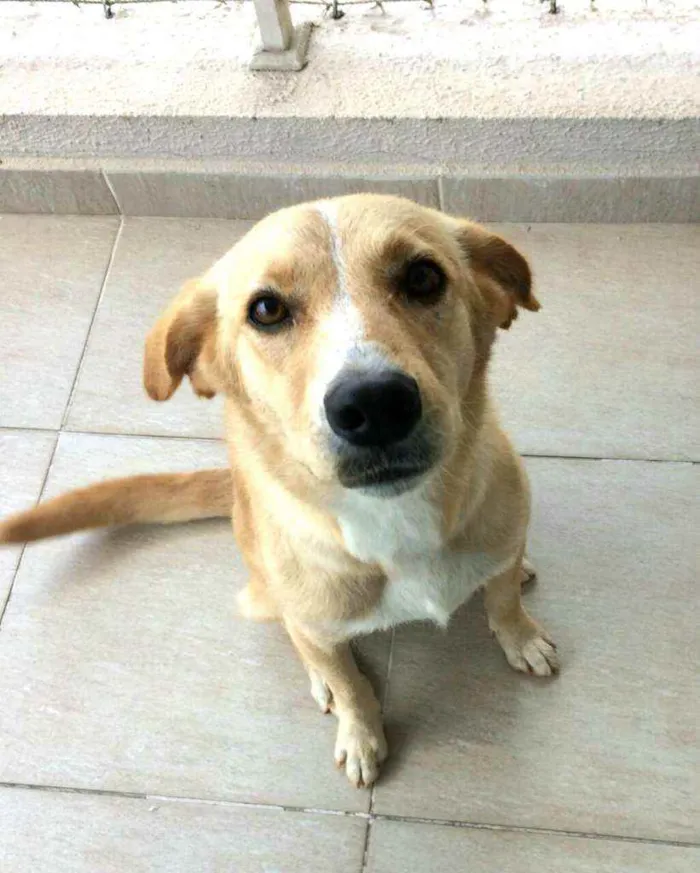 Cachorro ra a  idade 3 anos nome Lolla