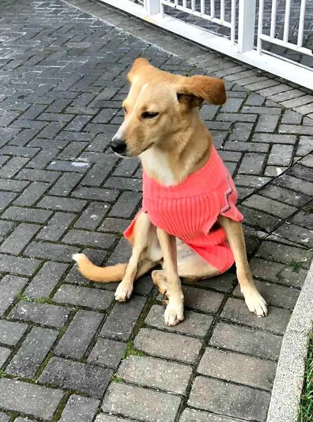 Cachorro ra a  idade 3 anos nome Lolla