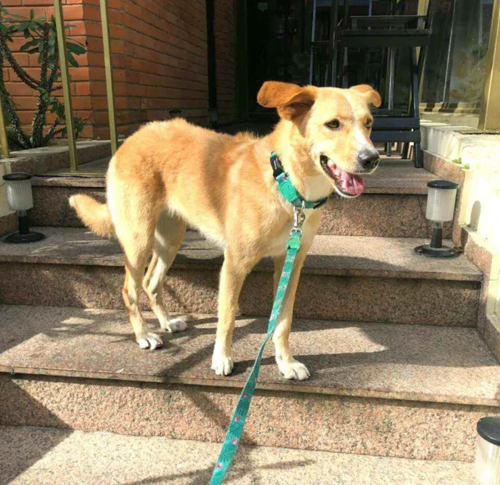 Cachorro ra a  idade 3 anos nome Lolla