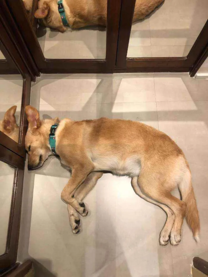 Cachorro ra a  idade 3 anos nome Lolla