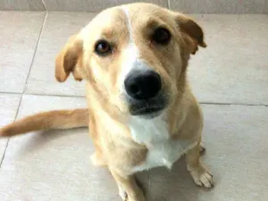 Cachorro raça  idade 3 anos nome Lolla 
