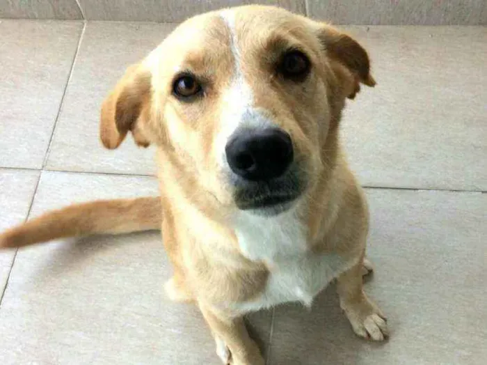 Cachorro ra a  idade 3 anos nome Lolla