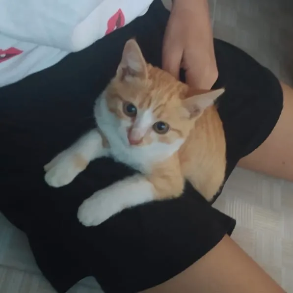 Gato ra a  idade 2 a 6 meses nome Sem nome