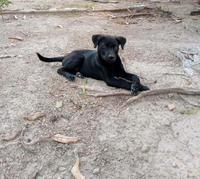 Cachorro ra a Indefinida idade 2 a 6 meses nome Husky