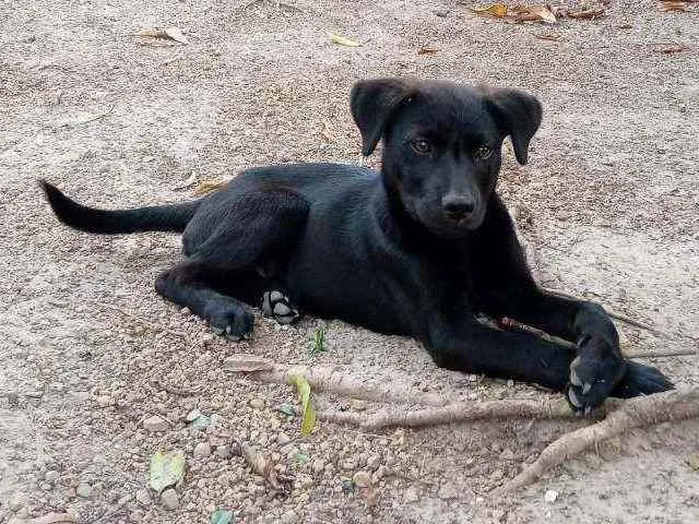 Cachorro ra a Indefinida idade 2 a 6 meses nome Husky