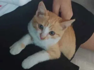 Gato raça  idade 2 a 6 meses nome Sem nome