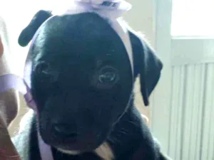 Cachorro raça srd idade Abaixo de 2 meses nome filhotes