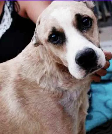 Cachorro ra a Mestiço  idade 5 anos nome Barto 