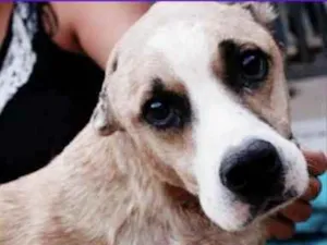 Cachorro raça Mestiço  idade 5 anos nome Barto 