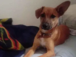 Cachorro raça Sem Descrição idade 7 a 11 meses nome Mell