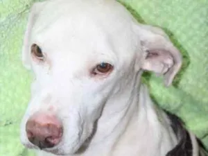 Cachorro raça Mestiço  idade 3 anos nome Baruk 