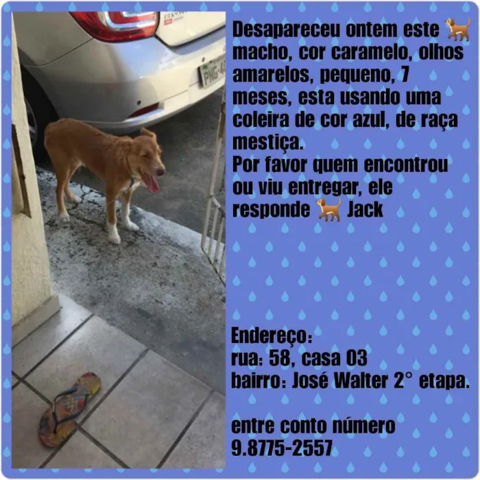 Cachorro ra a Mestiça idade 7 a 11 meses nome Jack