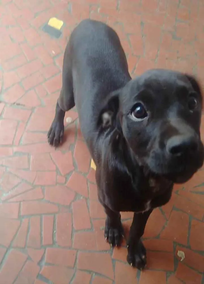 Cachorro ra a SRD idade 2 a 6 meses nome Marya