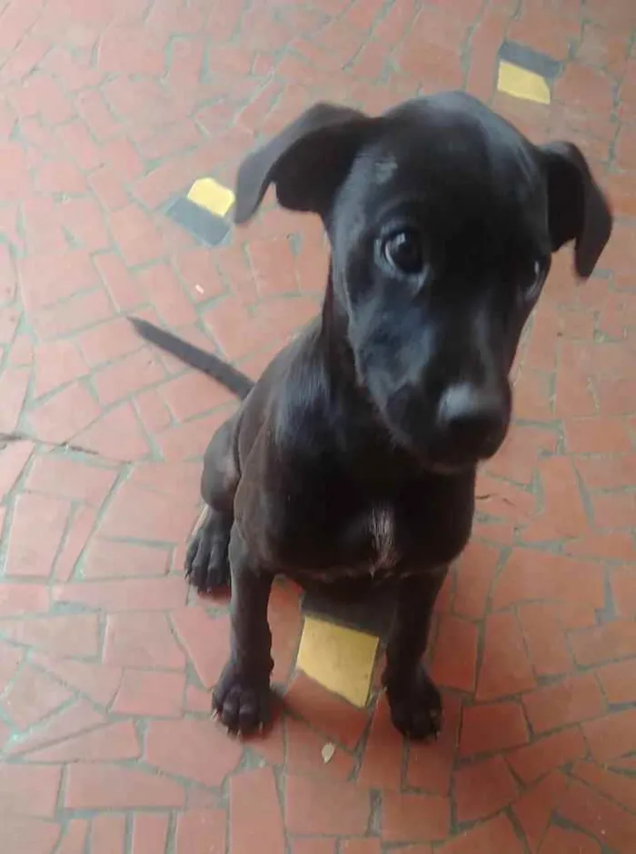 Cachorro ra a SRD idade 2 a 6 meses nome Marya