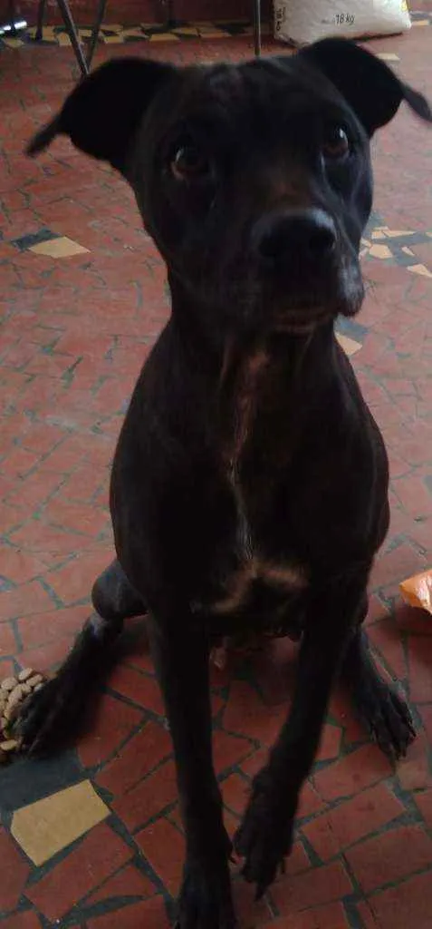 Cachorro ra a SRD idade 7 a 11 meses nome Lelê
