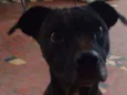 Lelê
