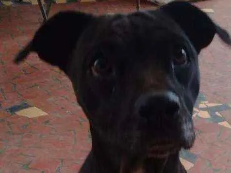 Cachorro ra a SRD idade 7 a 11 meses nome Lelê