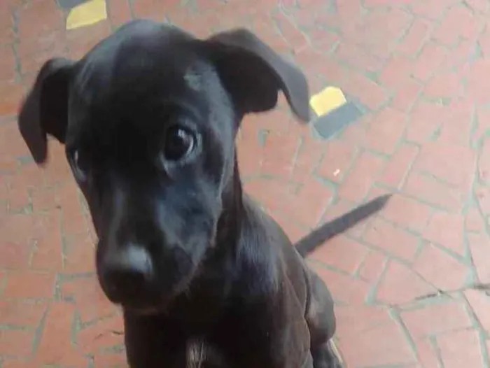 Cachorro ra a SRD idade 2 a 6 meses nome Marya