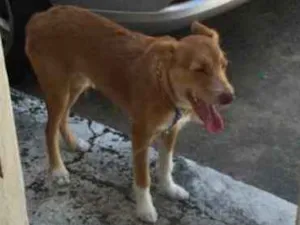 Cachorro raça Mestiça idade 7 a 11 meses nome Jack