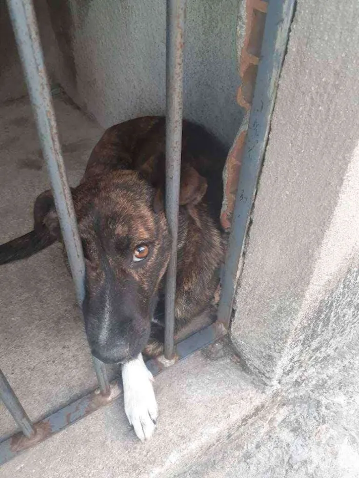 Cachorro ra a Bagé misyo idade 1 ano nome Tho