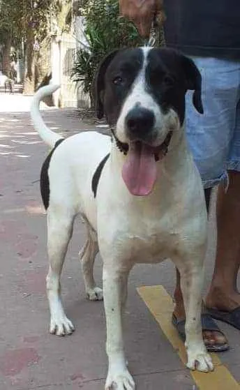 Cachorro raça SRD idade 1 ano nome Dudu