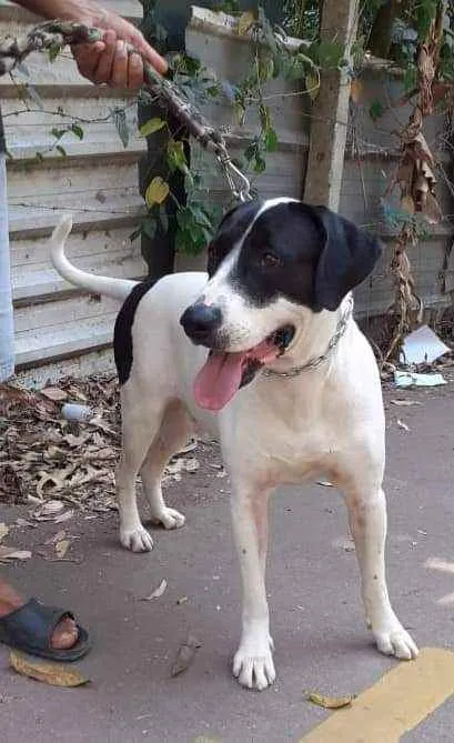 Cachorro raça SRD idade 1 ano nome Dudu