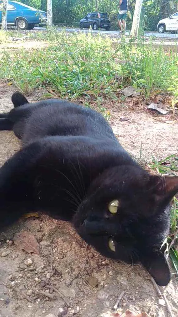 Gato ra a Srd idade 2 anos nome Mimi