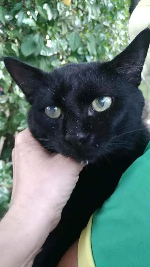 Gato ra a Srd idade 2 anos nome Mimi
