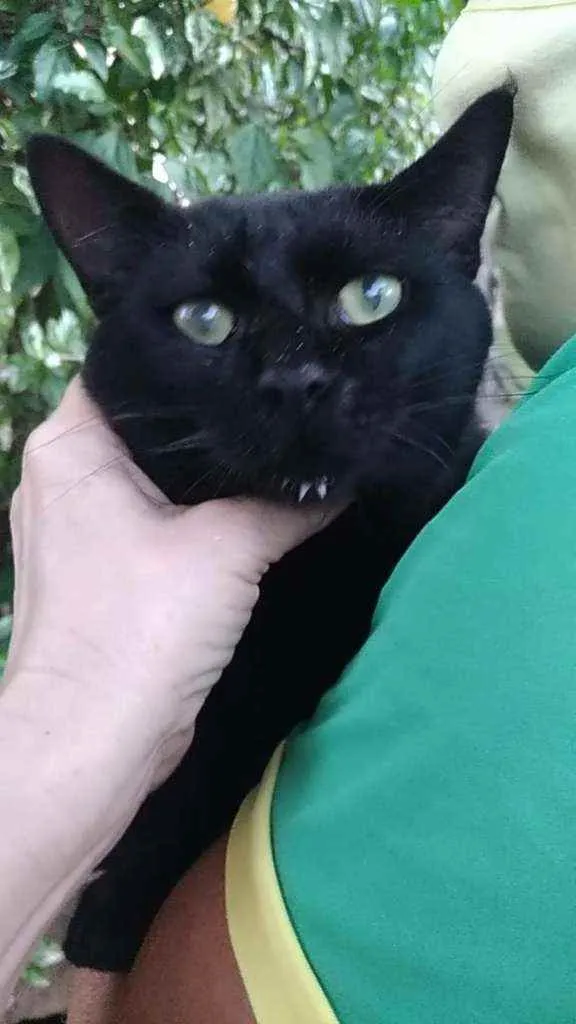 Gato ra a Srd idade 2 anos nome Mimi