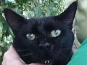 Gato raça Srd idade 2 anos nome Mimi