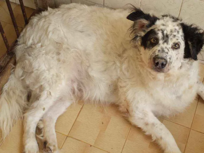 Cachorro ra a RND idade 5 anos nome Átila