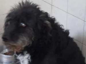 Cachorro raça RND idade 5 anos nome Apolo