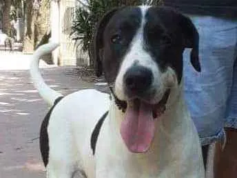 Cachorro raça SRD idade 1 ano nome Dudu